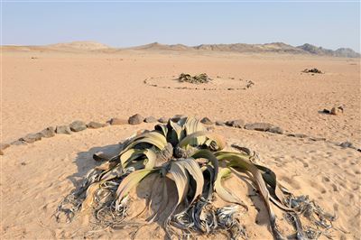 Namibia_Welwitschia Mirabilis
